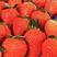 精品红颜草莓基地直发质量保证欢迎来电咨询