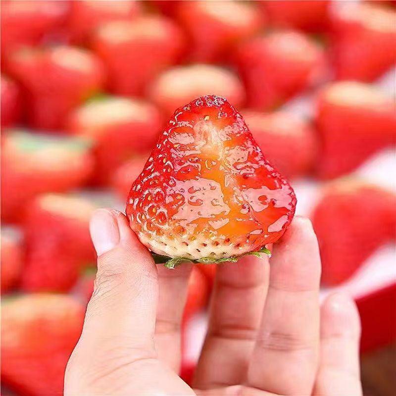 精品红颜草莓基地直发质量保证欢迎来电咨询