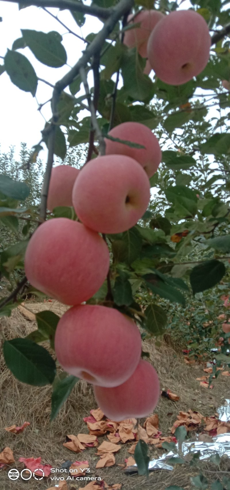 沂源红富士苹果