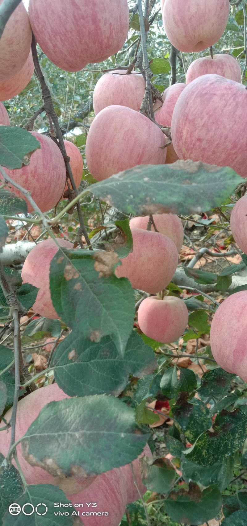 沂源红富士苹果