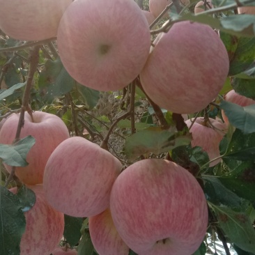 沂源红富士苹果