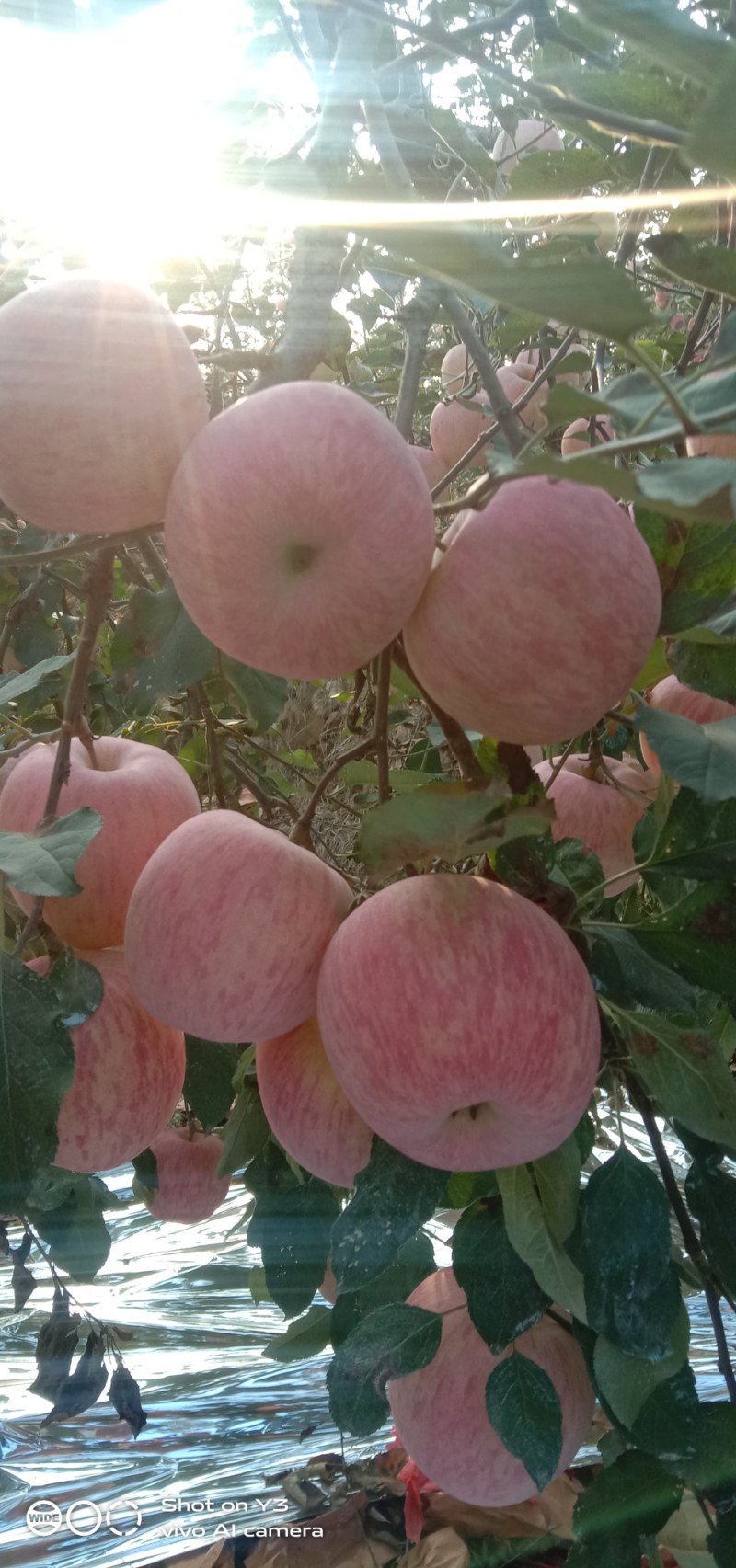 沂源红富士苹果