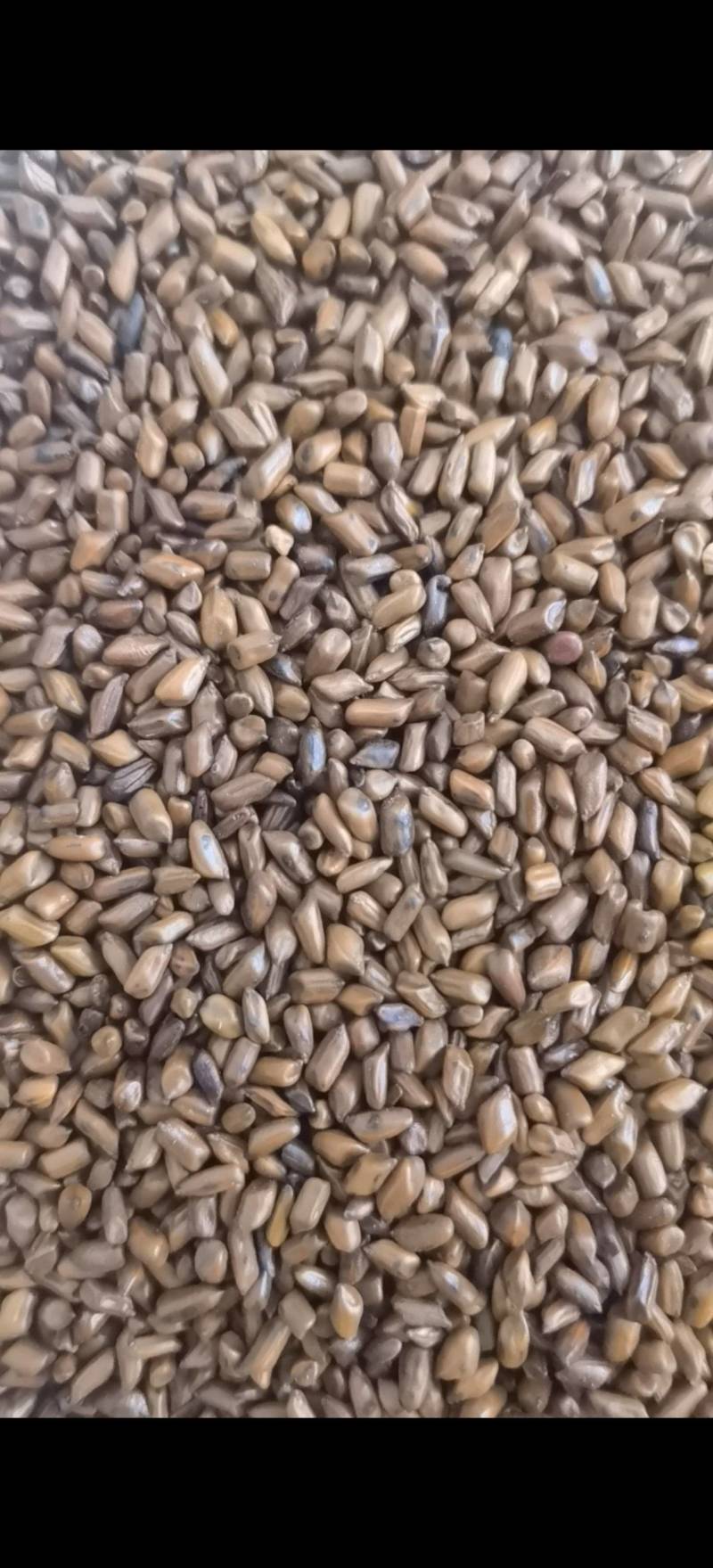 决明子新货选颗粒饱满过筛关书药材批发中药材