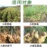 恒田蓝旺枯草芽孢杆菌发酵原菌种抗重茬灌根防治根腐病微生物