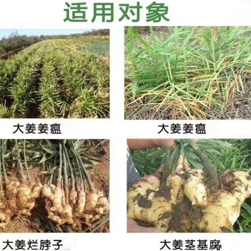 恒田蓝旺枯草芽孢杆菌发酵原菌种抗重茬灌根防治根腐病微生物