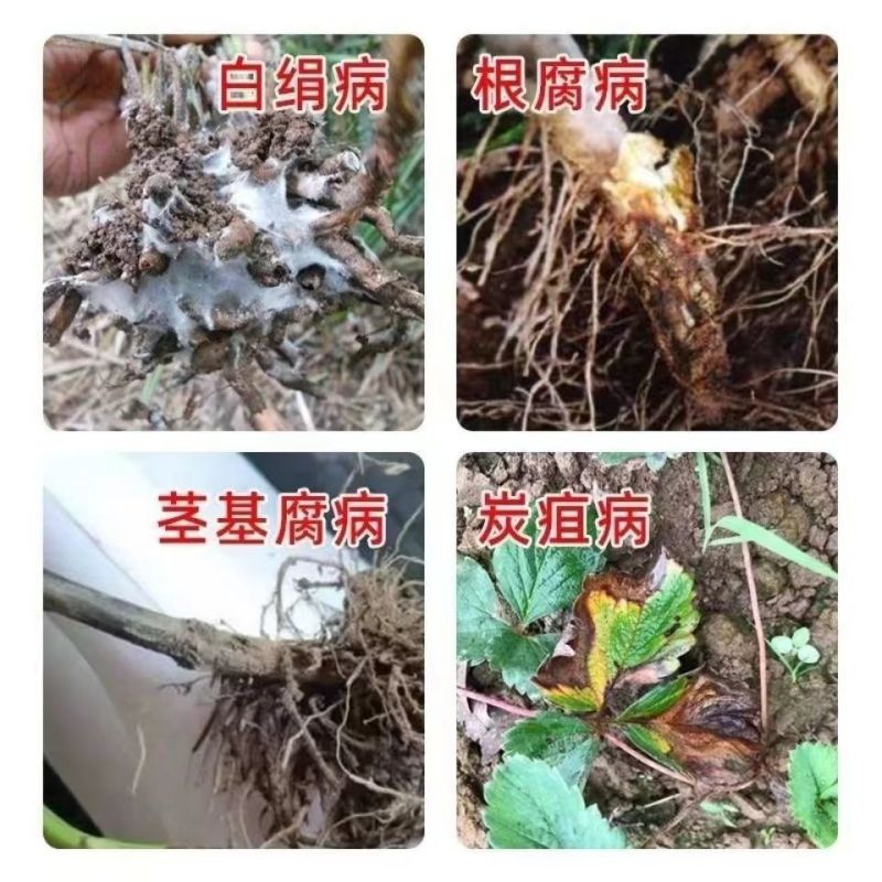 恒田蓝旺枯草芽孢杆菌发酵原菌种抗重茬灌根防治根腐病微生物