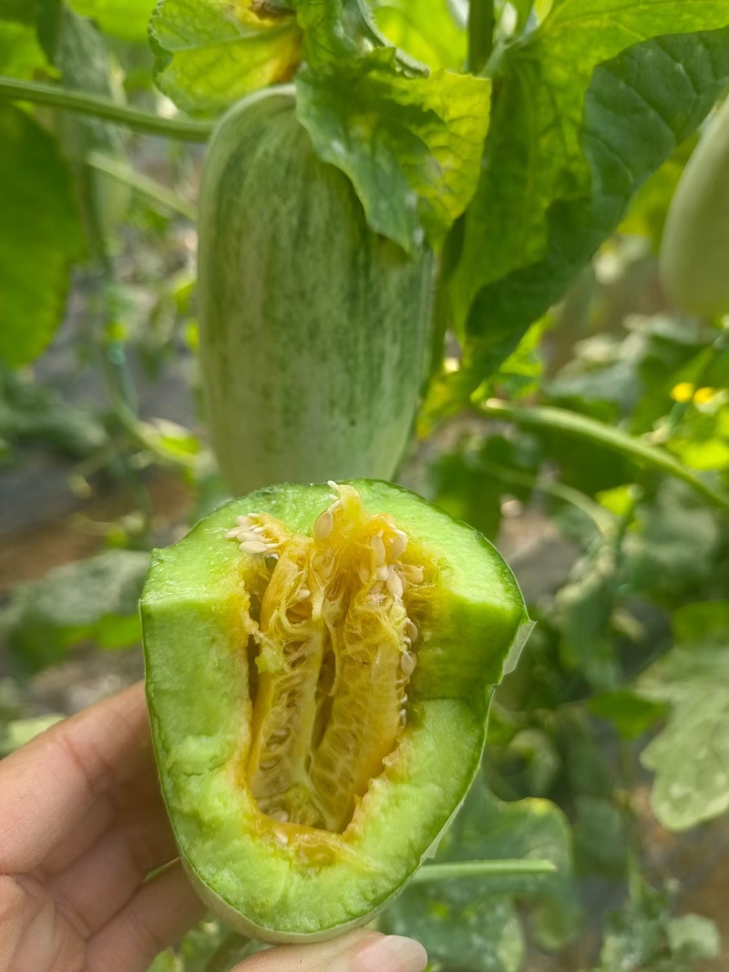 蜜源18，羊角蜜货源充足保质保量，包装齐全，一手货源