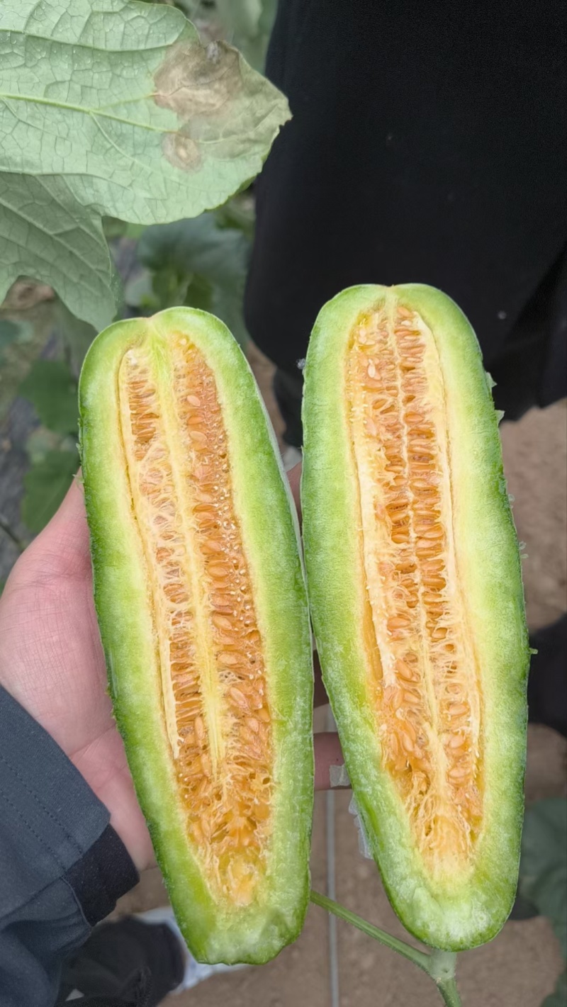 蜜源18，羊角蜜货源充足保质保量，包装齐全，一手货源