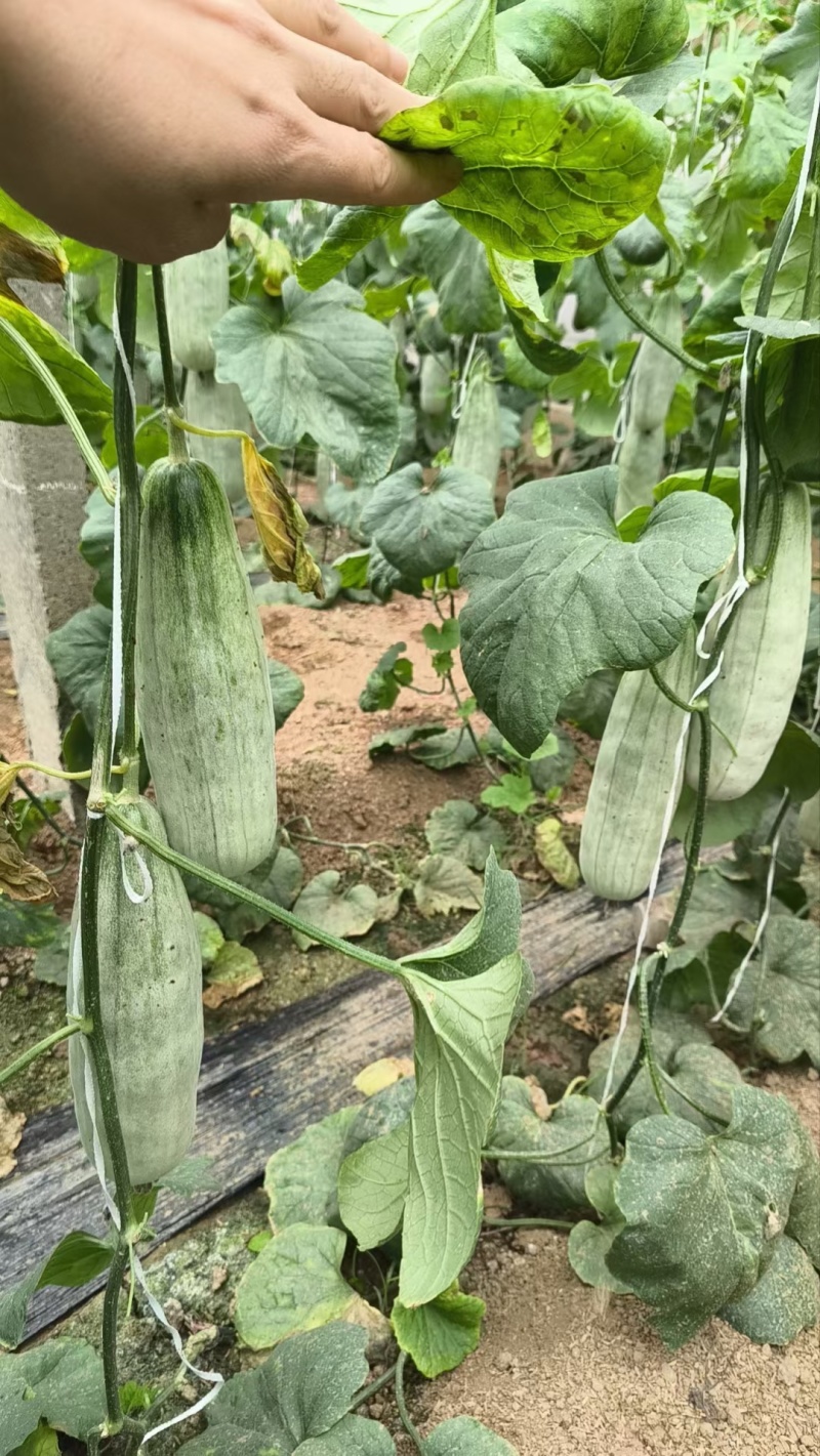 蜜源18，羊角蜜货源充足保质保量，包装齐全，一手货源