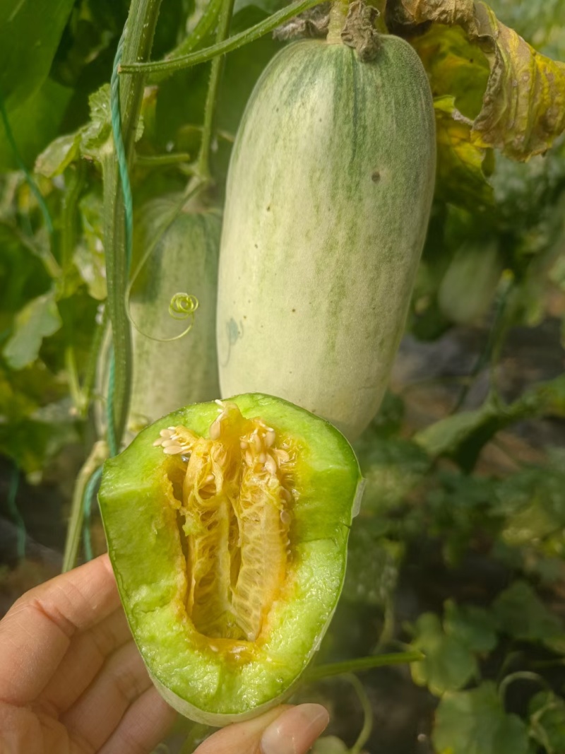 蜜源18，羊角蜜货源充足保质保量，包装齐全，一手货源