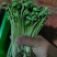 土培黄豆芽苗菜