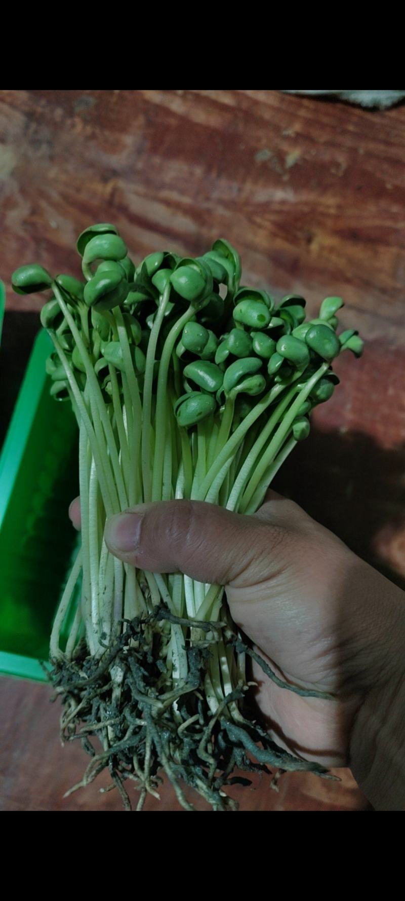 土培黄豆芽苗菜