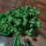土培黄豆芽苗菜