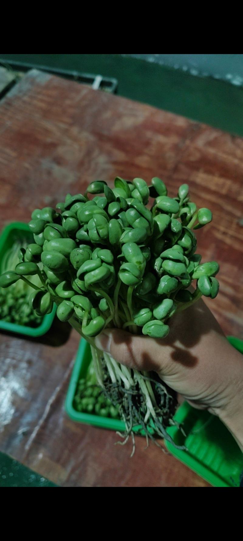 土培黄豆芽苗菜