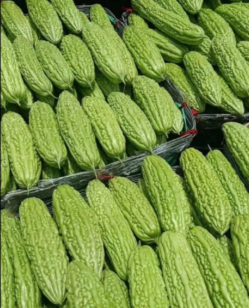 山东潍坊寿光抗高温进口冷瓜种子绿皮苦瓜种子采收期长产量高
