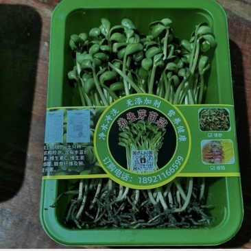 土培黄豆芽苗菜