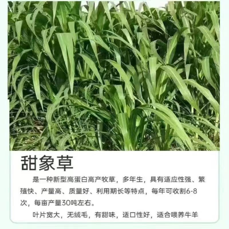 牧草饲料中华粮草/皇竹草/巨菌草/甜象草/红象草欢迎咨询