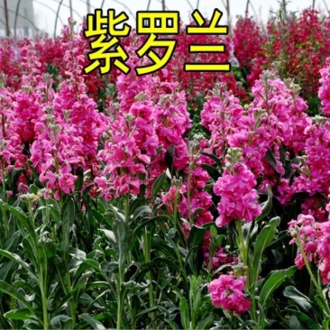 紫罗兰种子，多年生庭院室内阳台盆栽易活易种户外庭院抗寒耐