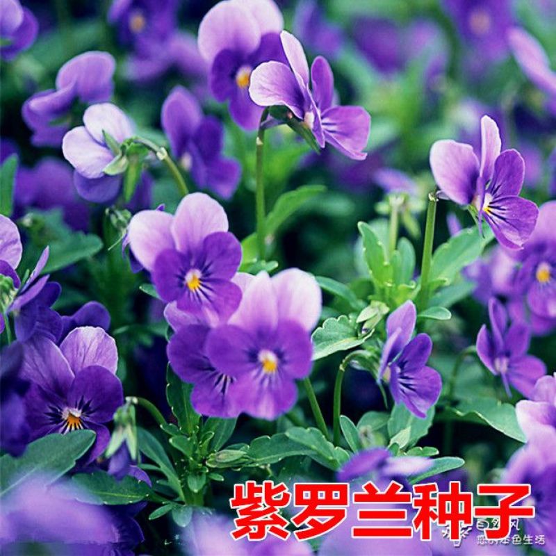 紫罗兰种子，多年生庭院室内阳台盆栽易活易种户外庭院抗寒耐