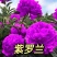紫罗兰种子，多年生庭院室内阳台盆栽易活易种户外庭院抗寒耐
