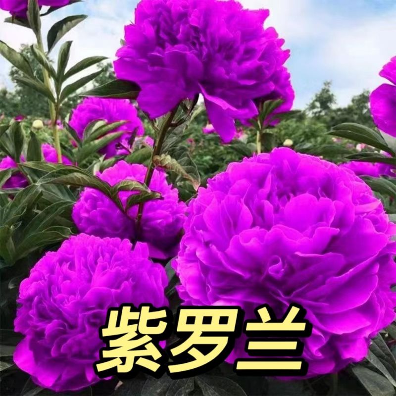 紫罗兰种子，多年生庭院室内阳台盆栽易活易种户外庭院抗寒耐