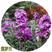 紫罗兰种子，多年生庭院室内阳台盆栽易活易种户外庭院抗寒耐
