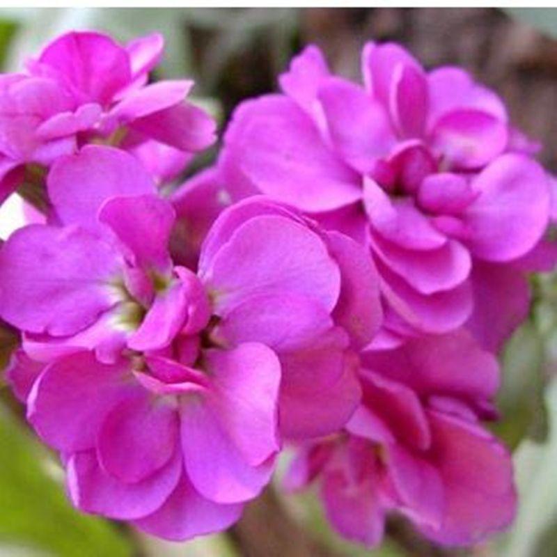 紫罗兰种子，多年生庭院室内阳台盆栽易活易种户外庭院抗寒耐