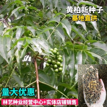 新采摘药材黄柏种子