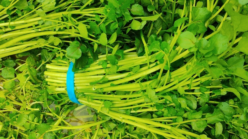 西洋菜基地批发价格，需要联系私信我