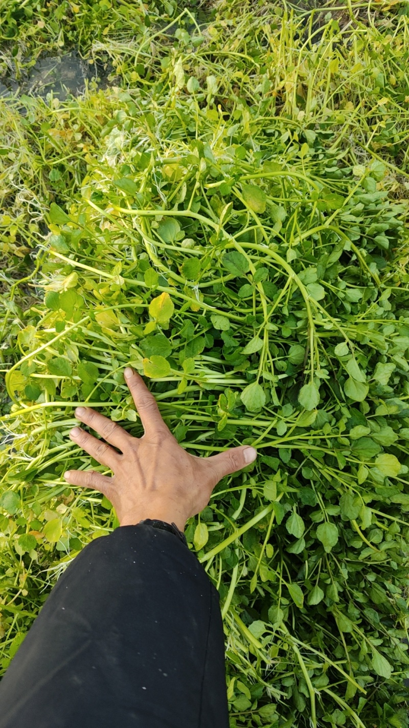 西洋菜基地批发价格，需要联系私信我