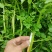 西洋菜基地批发价格，需要联系私信我