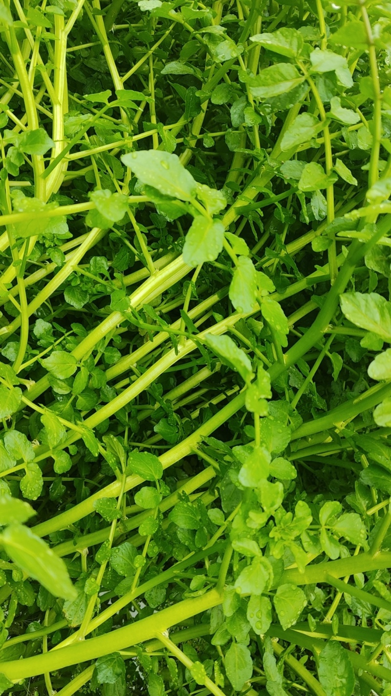 西洋菜基地批发价格，需要联系私信我