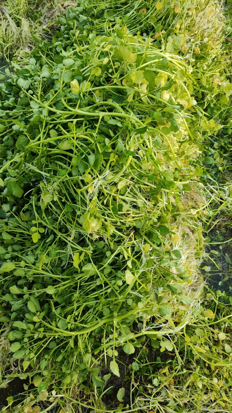 西洋菜基地批发价格，需要联系私信我