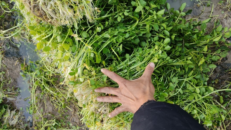 西洋菜基地批发价格，需要联系私信我