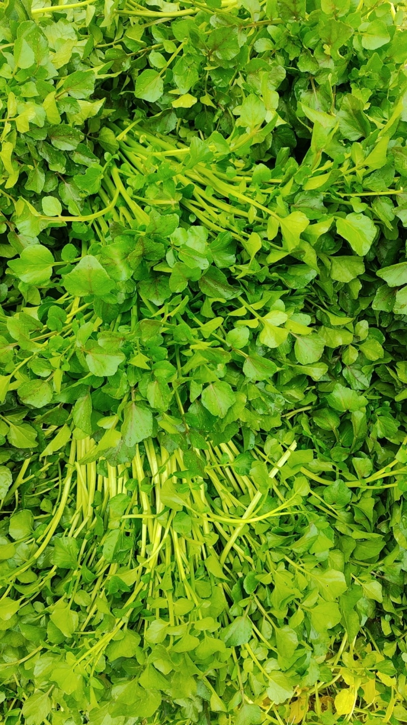 西洋菜基地批发价格，需要联系私信我