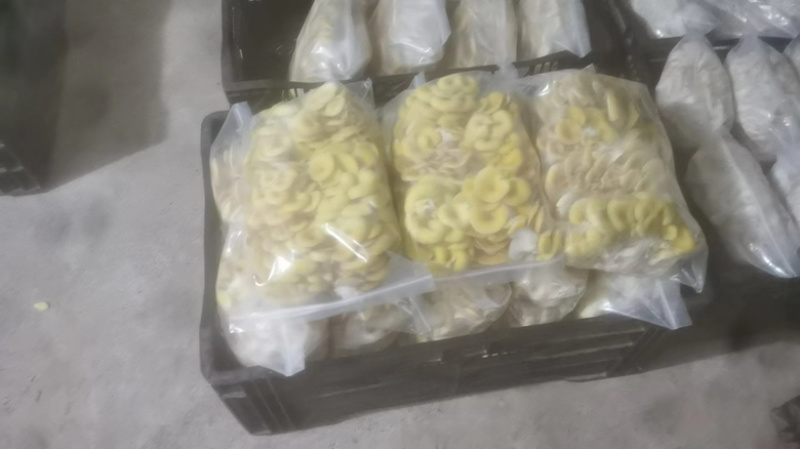 云南昆明榆黄茹平菇一手货源保质保量欢迎老板来电咨询