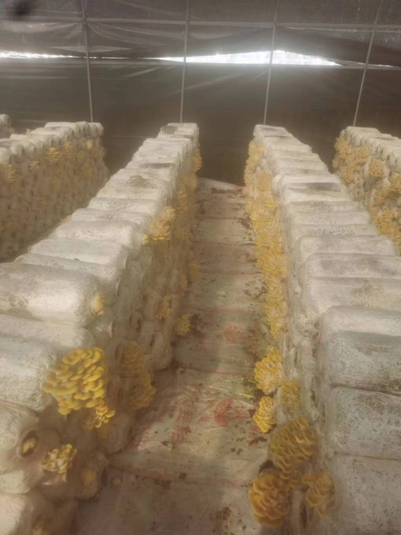 云南昆明榆黄茹平菇一手货源保质保量欢迎老板来电咨询