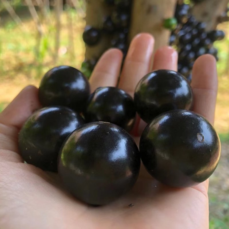 大量现货精品嘉宝果