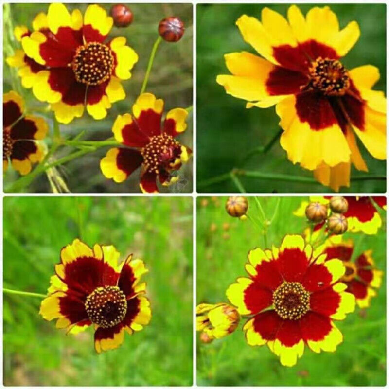 蛇目菊种子，花种子昆仑花种子四季种易活工程庭院室外花草种
