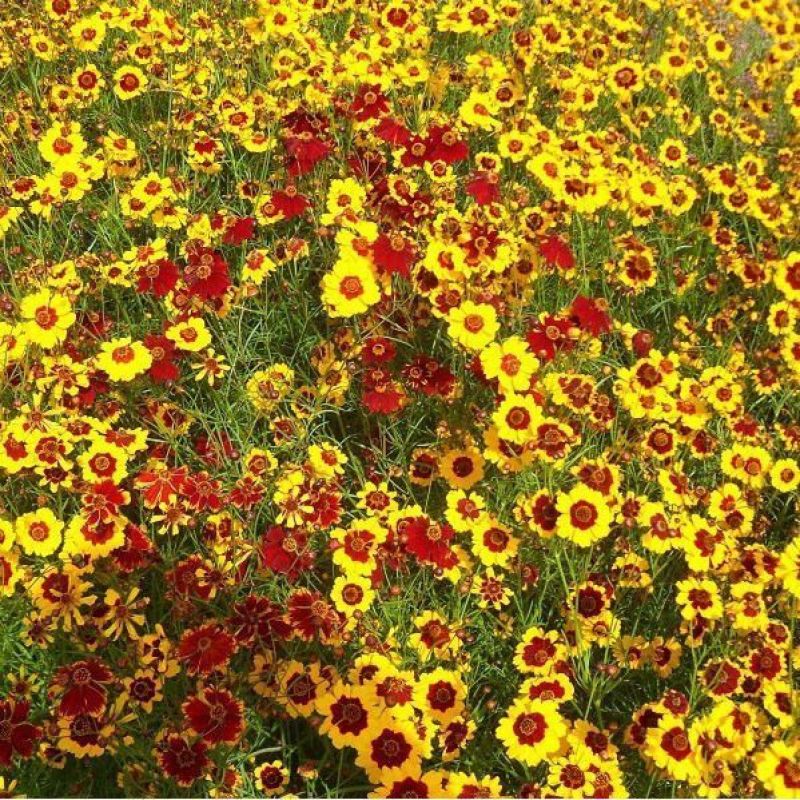 蛇目菊种子，花种子昆仑花种子四季种易活工程庭院室外花草种