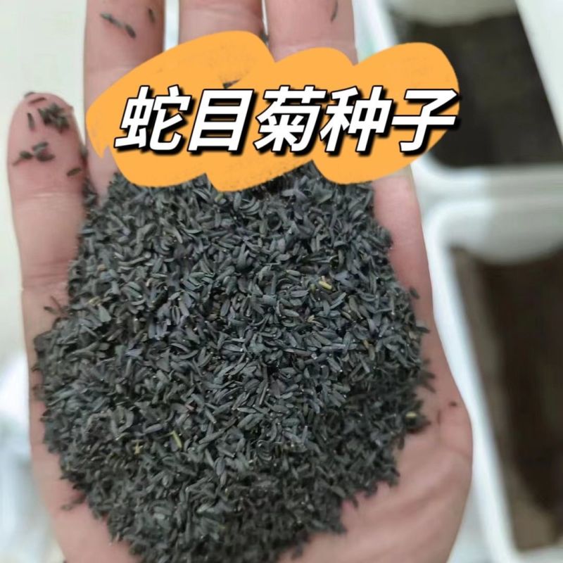 蛇目菊种子，花种子昆仑花种子四季种易活工程庭院室外花草种