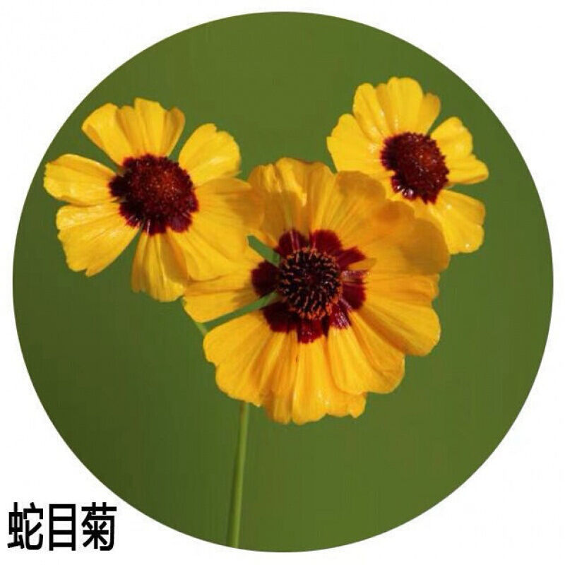 蛇目菊种子，花种子昆仑花种子四季种易活工程庭院室外花草种