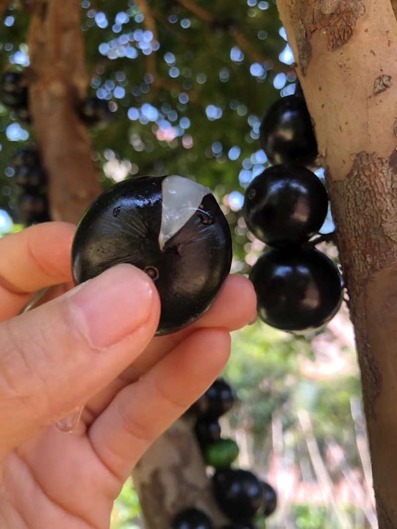 大量现货精品嘉宝果
