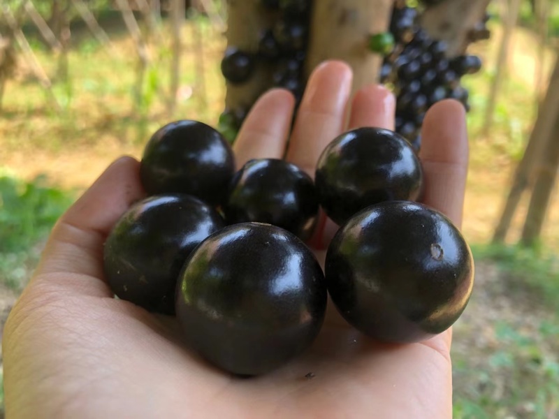 大量现货精品嘉宝果