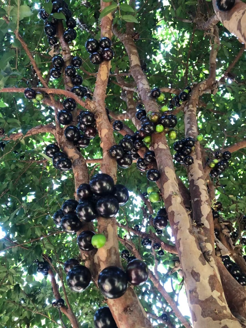 大量现货精品嘉宝果
