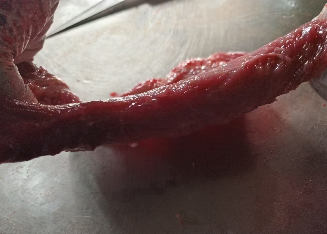 生猪价格走势图