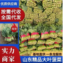 山东菠菜大量供货基地直供观众来店咨询