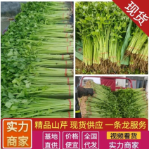 精品小山芹菜现货大量供应山东聊城产地直发