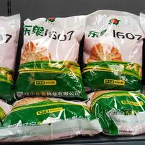 东单1607玉米种子货量充足价格优惠全国可发欢迎咨询