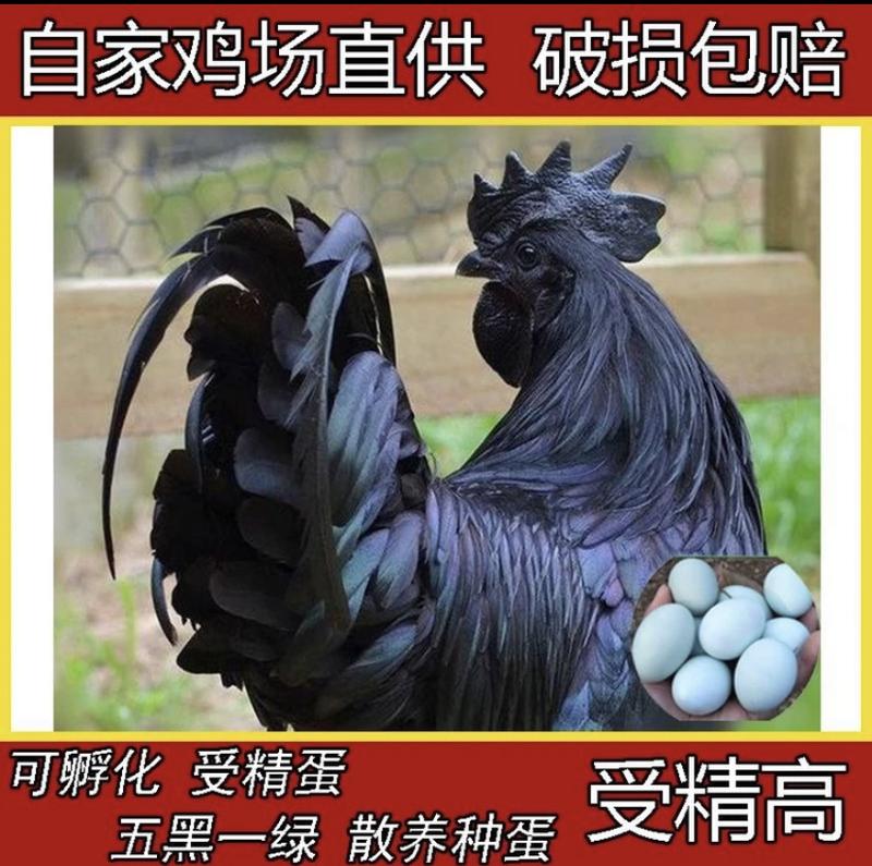 【包邮】五黑鸡种蛋受精蛋绿壳土鸡种蛋受精90%